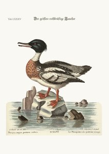 O Goosander de peito vermelho, 1749-73